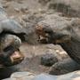 ruziende reuzenschildpadden in Darwin Centre